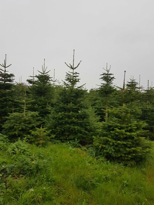 Jodłą Kaukaska IMPORT Dania Choinki Świerk