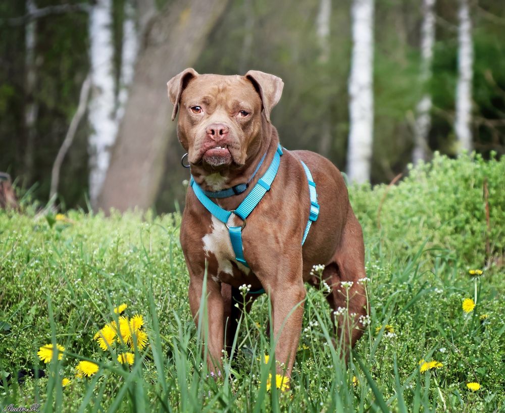 Nieśmiała Dolly w typie pitbulla szuka dobrego domu
