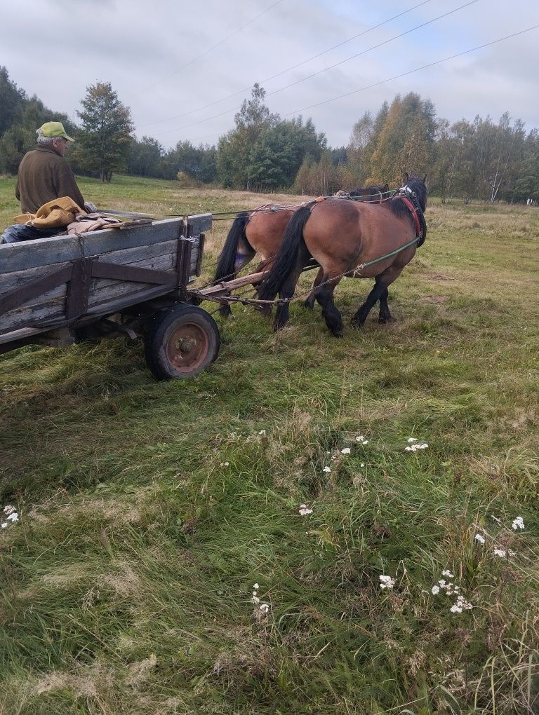 Witam sprzedam ładną klacz zimnokrwistą