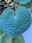 Hosta funkia Big Daddy  odmiana L