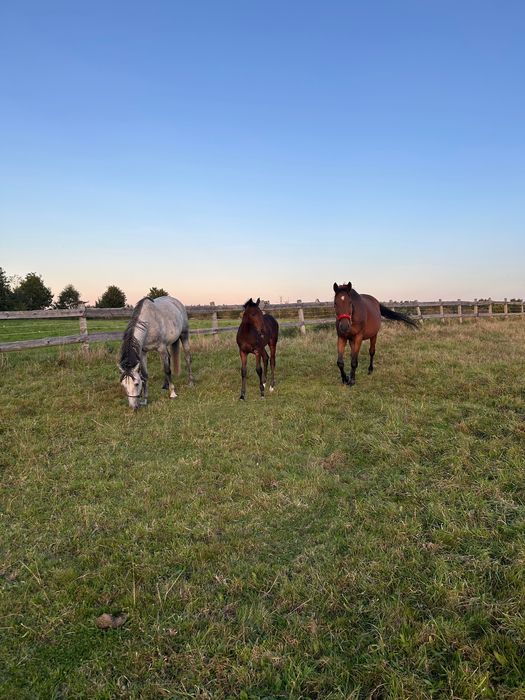 Pensjonat, przyjmujemy odsadki, młodzież, klacze hodowlane i seniorów