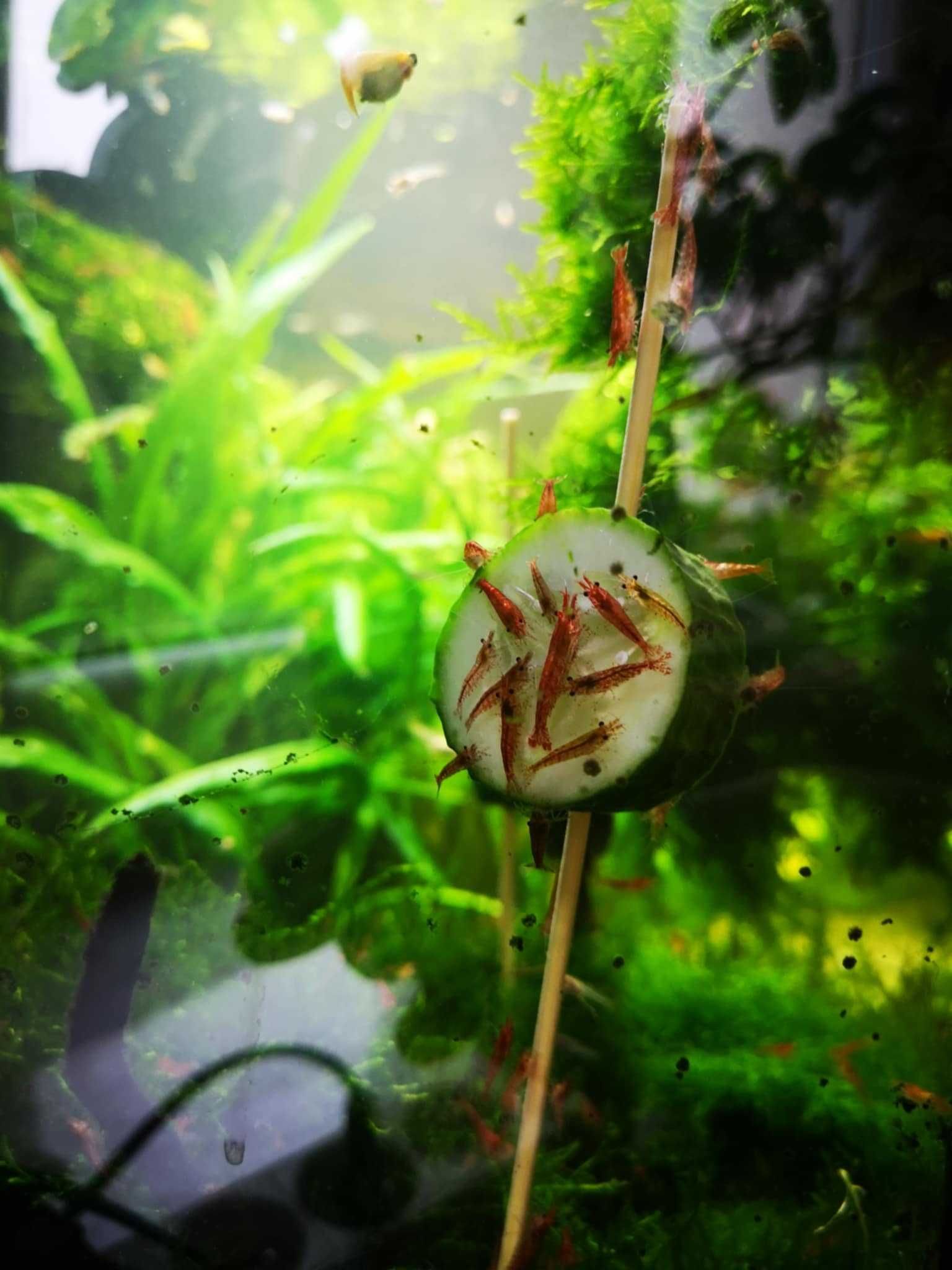 Krewetki Red Cherry + 2 rodzaje mchu