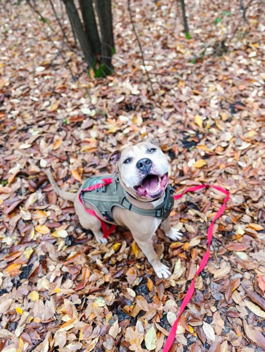 Oddam amstaff / pitbull