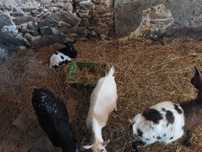 Cabras micro anãs fêmeas