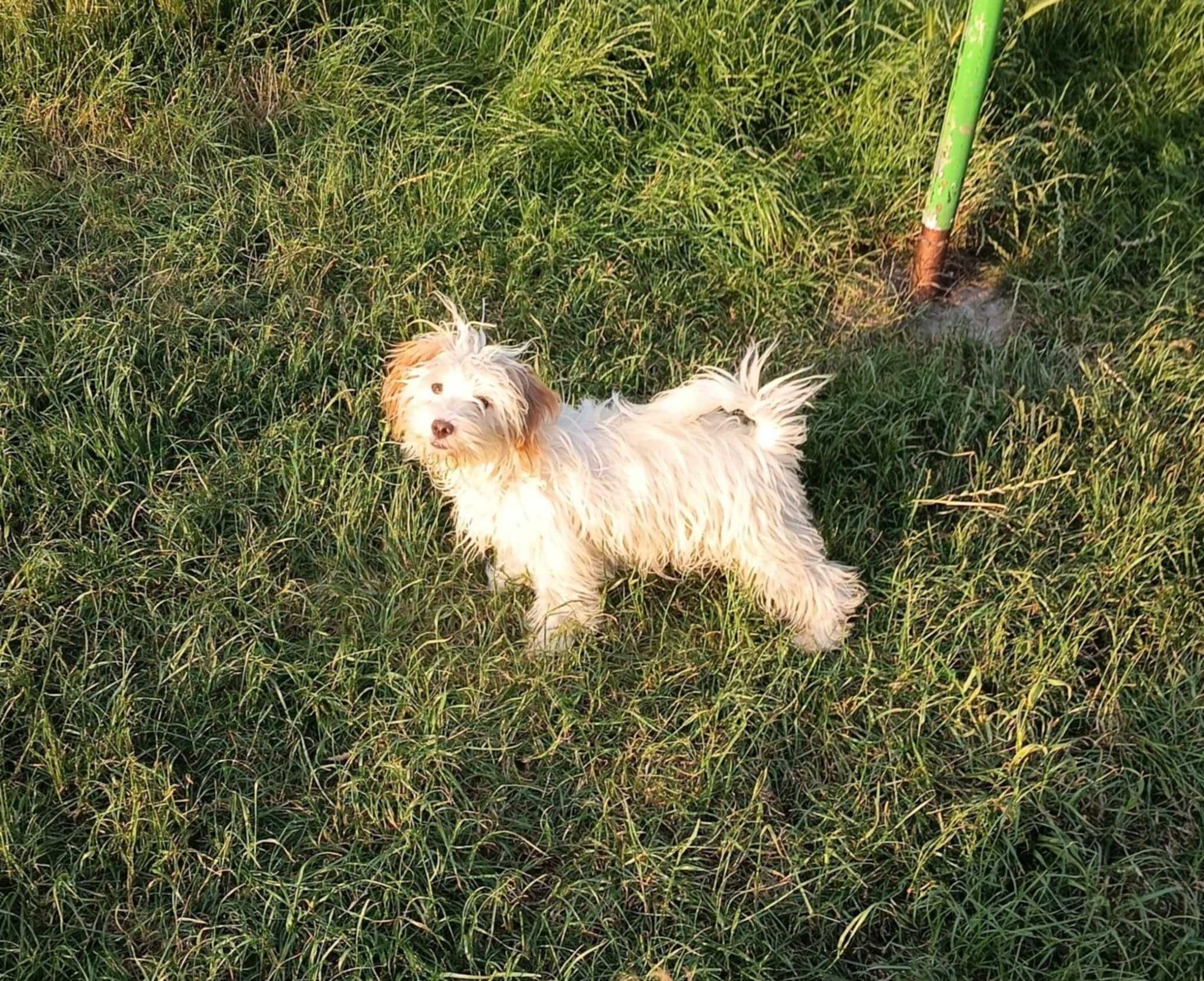 Maltipoo, zdrowy i z doskonałym charakterem