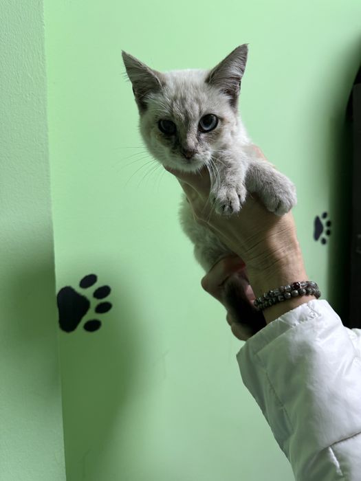 Кошеня в добрі руки