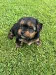 Szczeniak Yorkshire Terrier