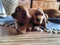 Cocker Spaniel Angielski