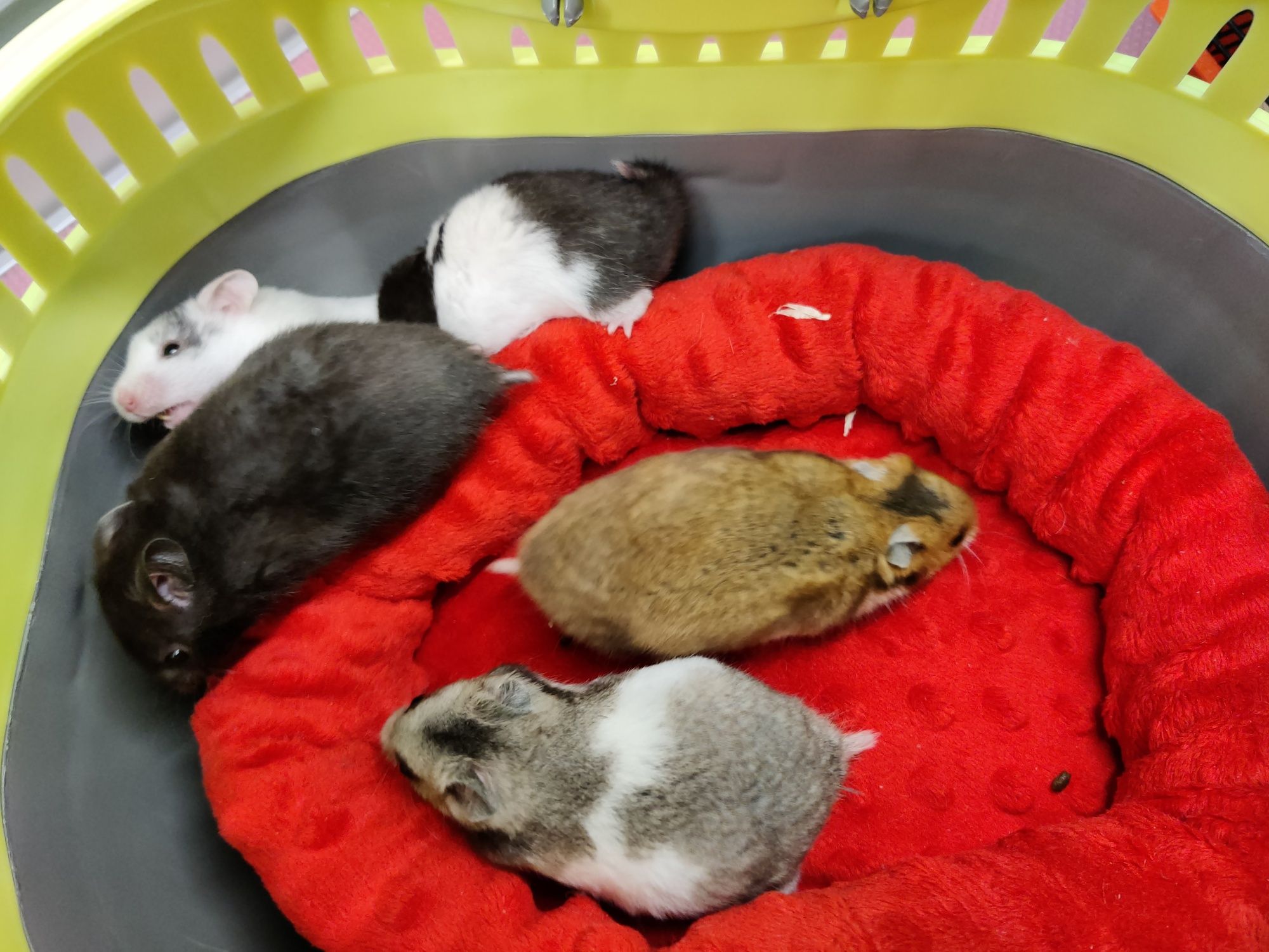 Chomiki syryjskie rożne kolory Łódź Sklep zoologiczny