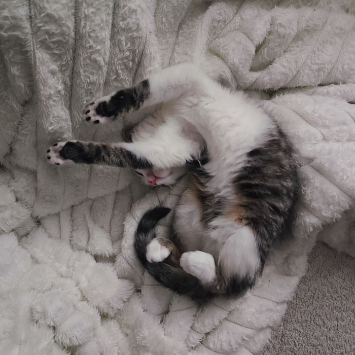 Piękna kotka do adopcji