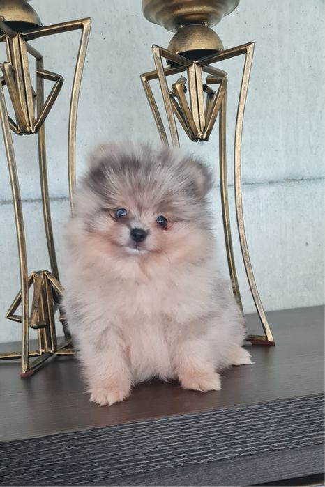 Exuberante Menino Lulu da Pomerânia mini de Qualidade