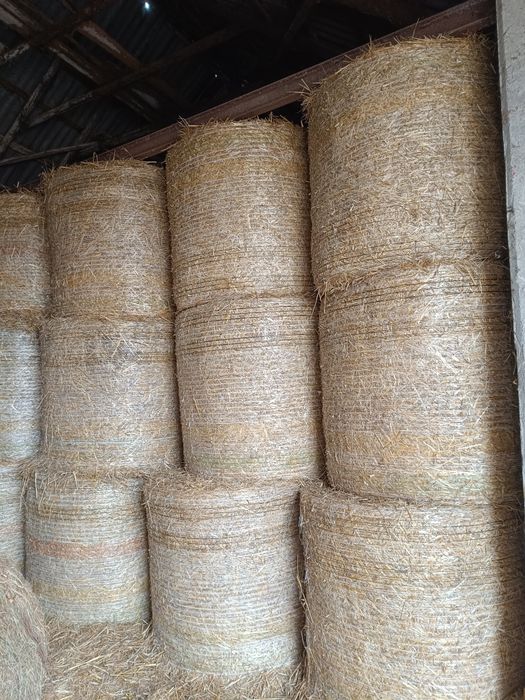 Słoma w belach z pod stodoły tego roczna .