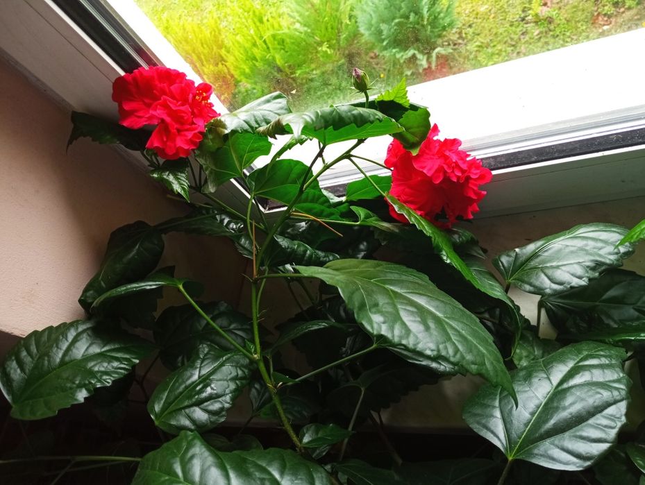 Sadzonka róży chińskiej