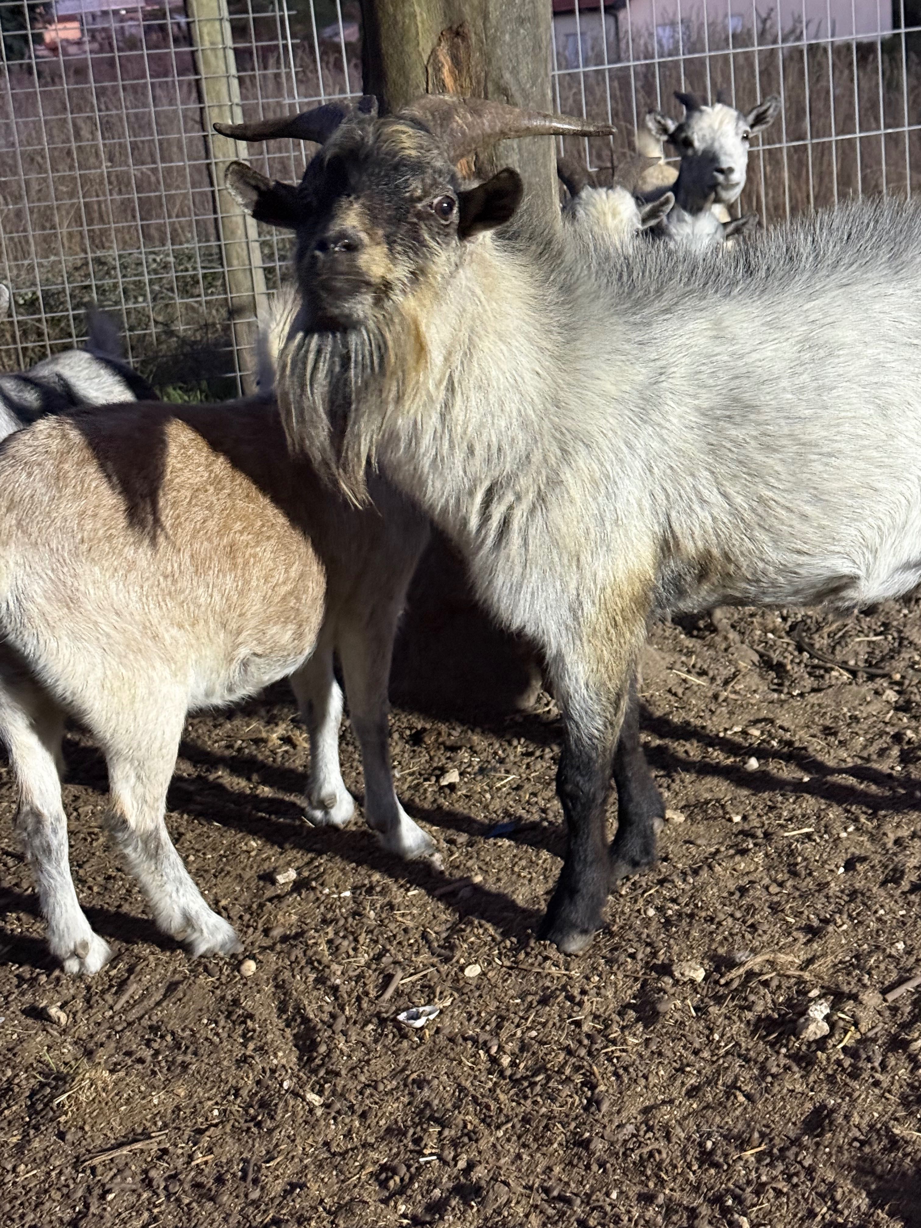 Cabrito anão muito bonito