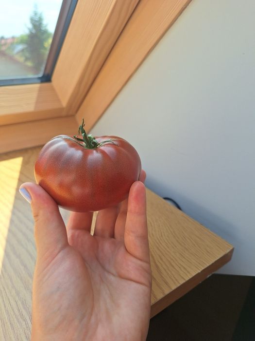 Nasiona kolekcjonerskie pomidorów