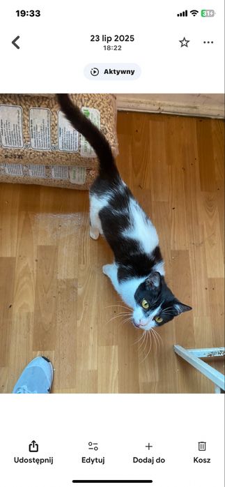 Kotek roczny do adopcji