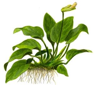 Anubia Barteri nana – Planta aquática