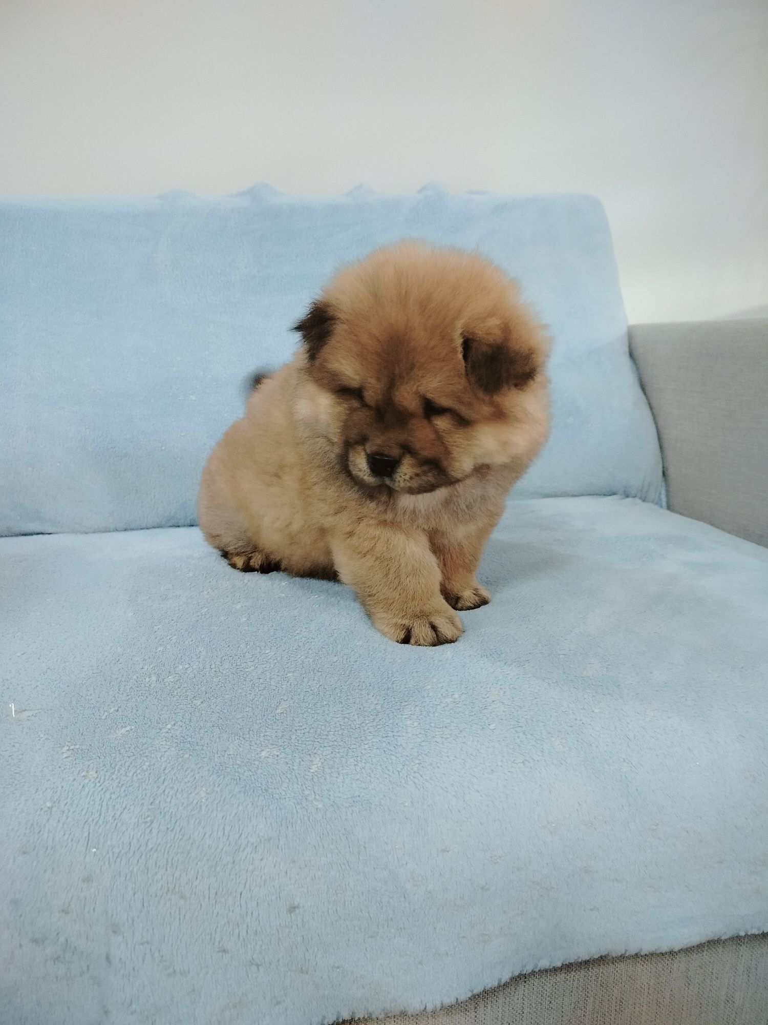 Rudy Piesek Chow Chow
