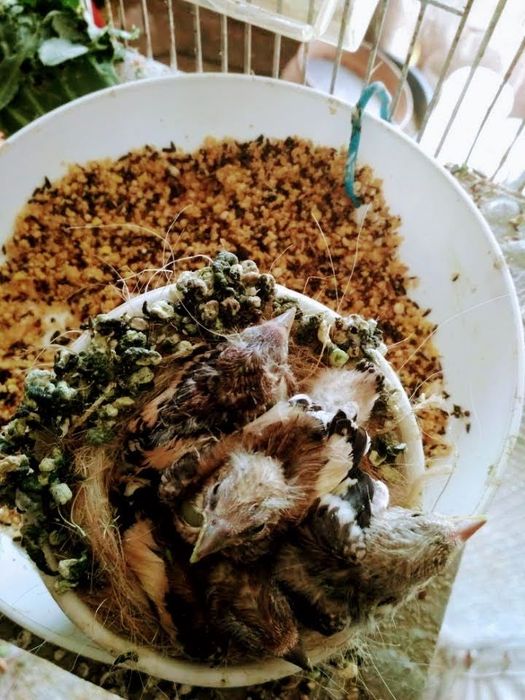 Cedência de pássaros