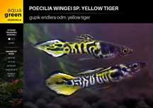 Gupik endlera odm. Yellow Tiger