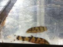 Bocia  siatkowana