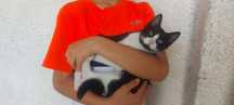 Gatinho macho 3 meses preto e branco