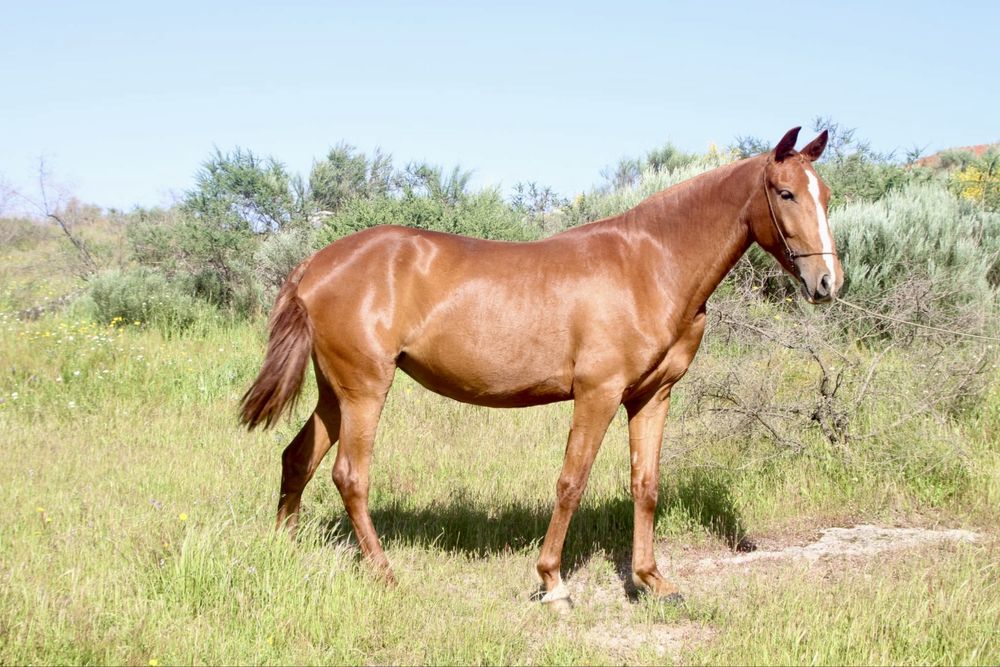 Poldra Puro Sangue Lusitano