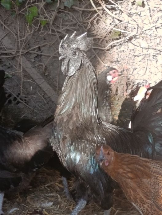 Kogut Ayam Camani