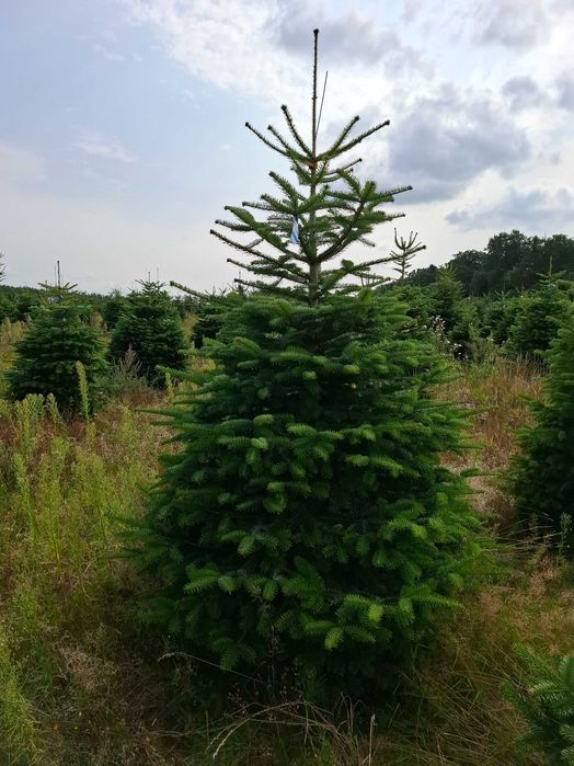 Jodła Kaukaska Cięta 175 - 250 cm/ w donicy 150 - 180 cm- TuChoinki.pl