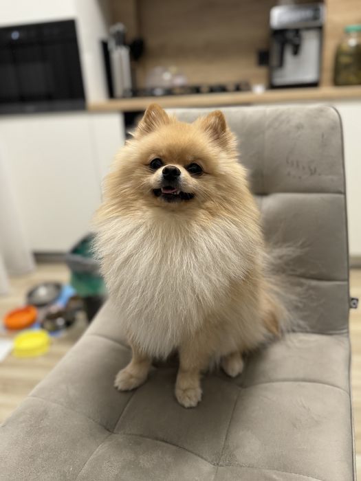 Померанський Шпіц  запрошує на вʼязку