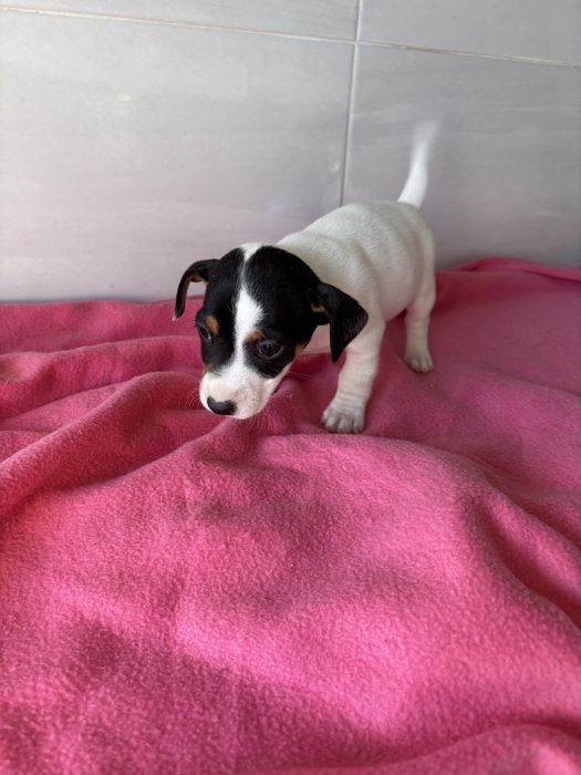 Jack rusell terrier femea