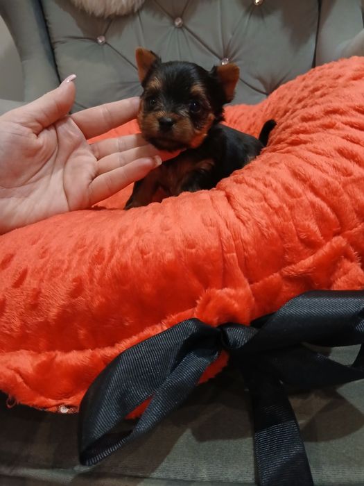 Śliczny mini york Samiec Miki