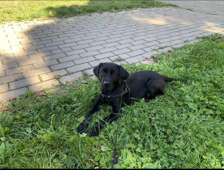 Лабрадор 4 місяці дівчинка «Муза»