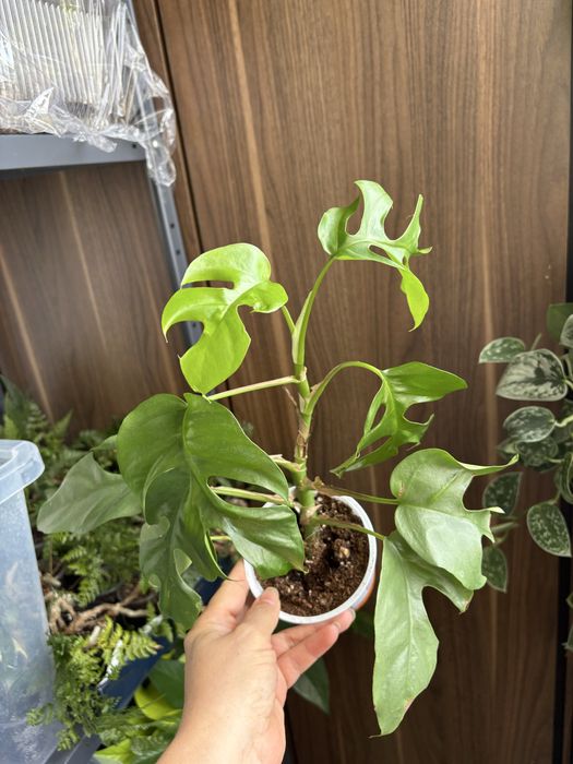 Монстера Мініма Minima Rhaphidophora tetrasperma