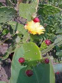 Кактус Опунция (цветет жёлтым)