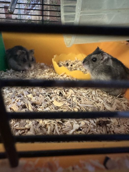 Продам хомяка джунгарика, хомяки джунгарики, джунгарський хомяк