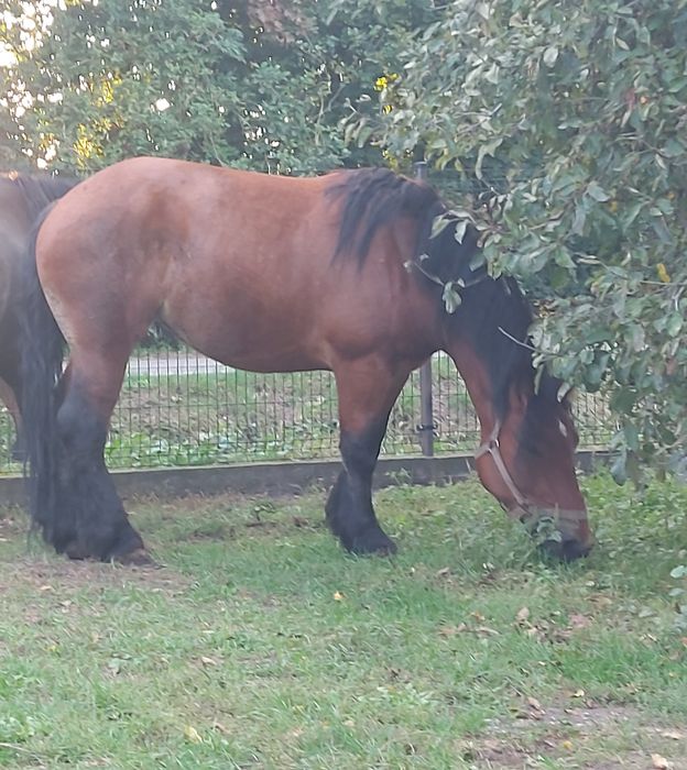 Klacz zimnokrwista lat 4ipol. Zrebna