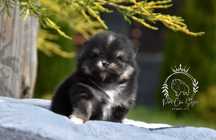Pomeranian ZKwP FCI