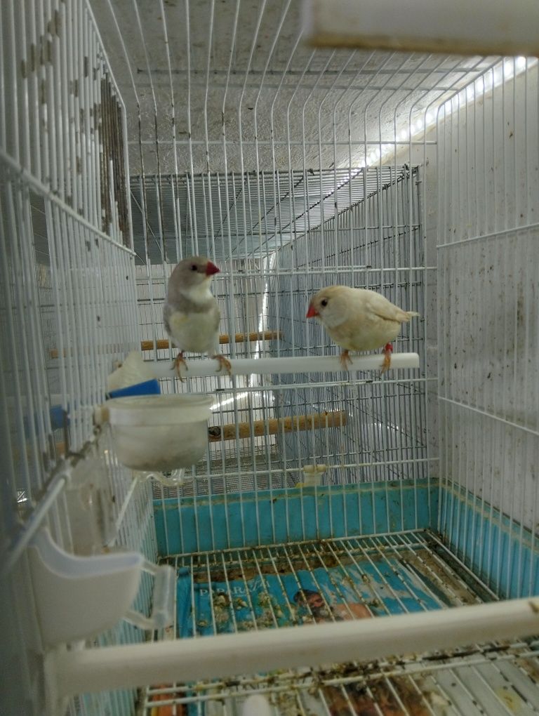 Casal diamante sparrow