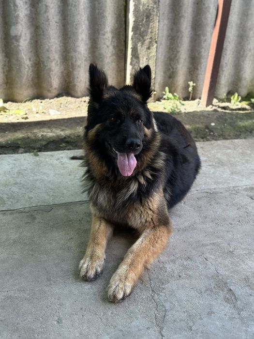 Собака. Овчарка. Длинношерстная немецкая овчарка.