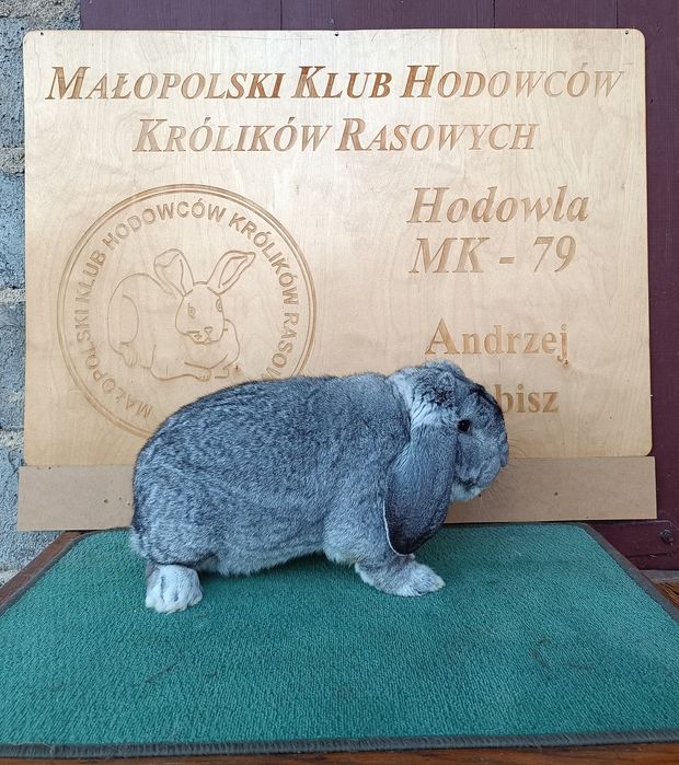 Króliki Francuski Baran Szynszylowy