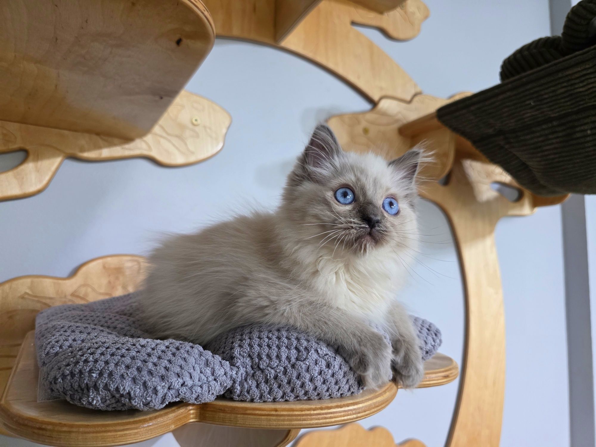 Ragdoll WCF odbiór w czerwcu rodowód honorowany na całym ś
