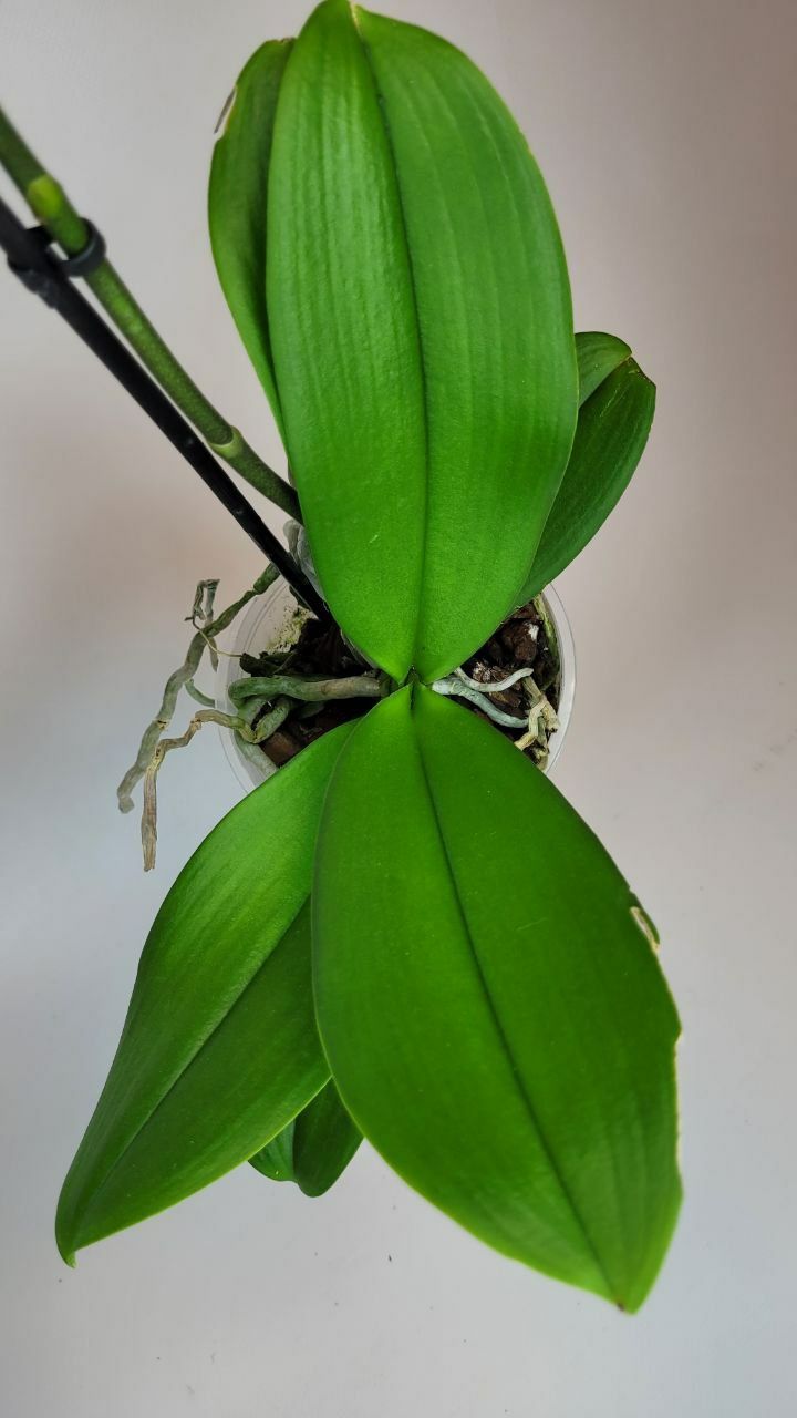 Орхідея, Орхідеї Фаленопсис