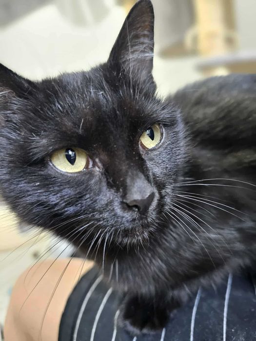 Chryzia z Fundacji Miasto Kotów