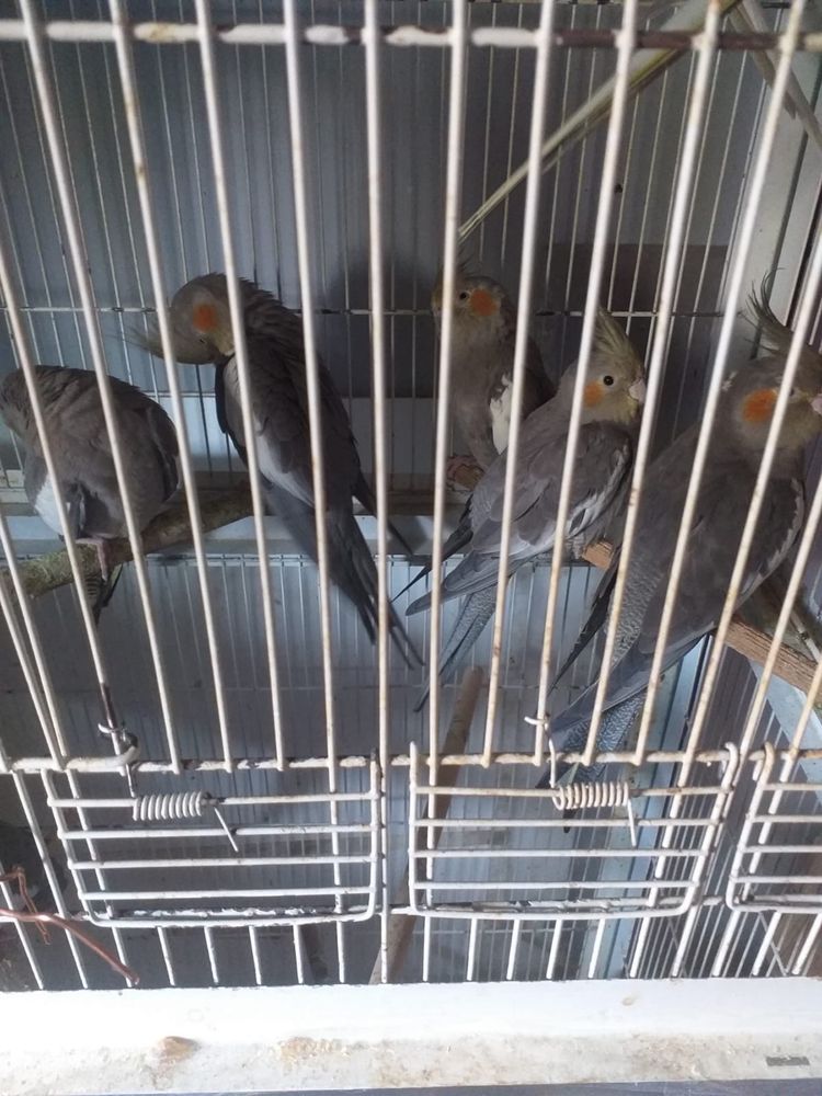 4 caturras novas 15€ cada uma