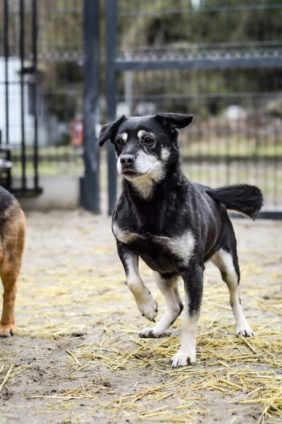 Malutki słodziutki psiak szuka domu! Pies do adopcji