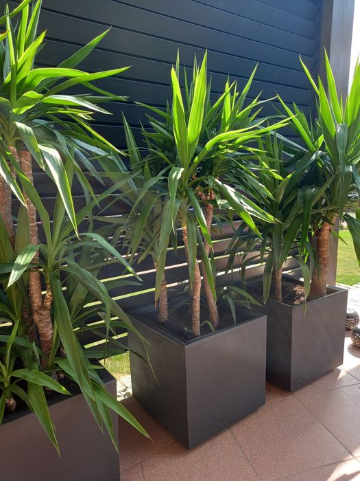 Yucca Juka Palma 150cm