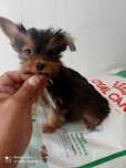 Machinho Yorkshire Chocolate Mini mini de 3 meses