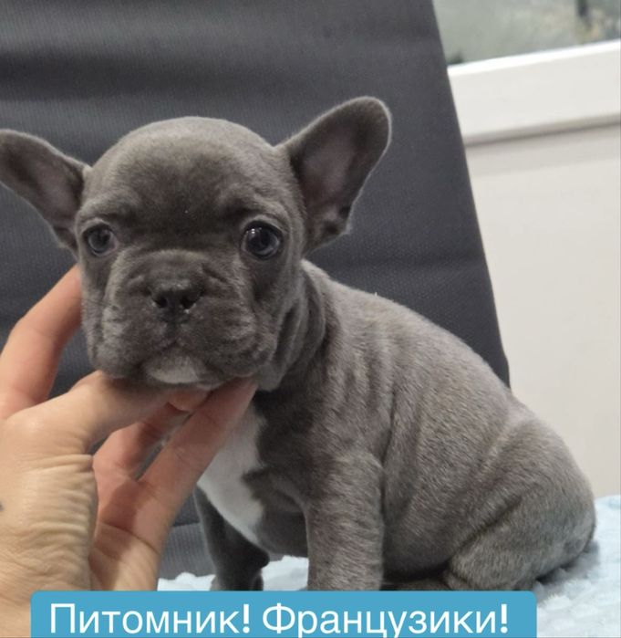 Питомник! Мини франузики голубого окраса
