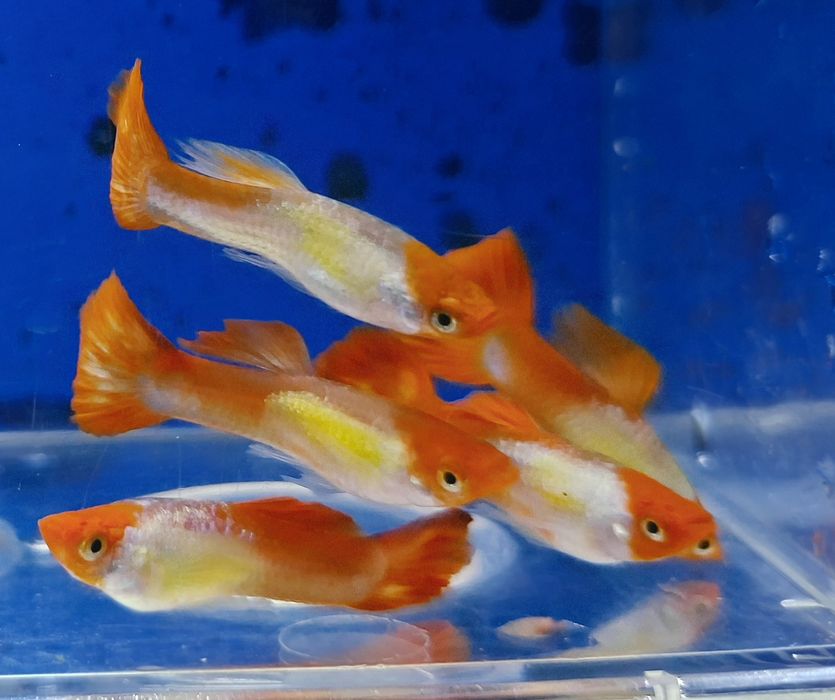 Guppy red nose tuxedo